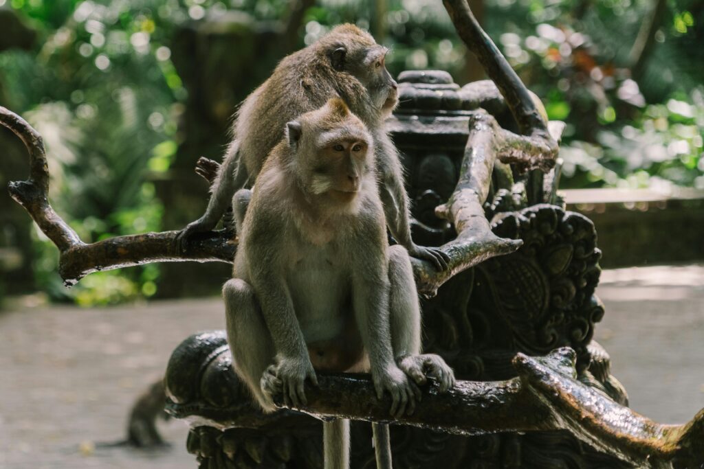 Two monkeys relax on an intricately carved branch, surrounded by lush greenery in a park. Varíola do Macaco
